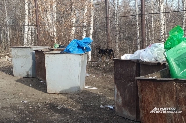 Возле площадки с мусором постоянно бродят собаки.