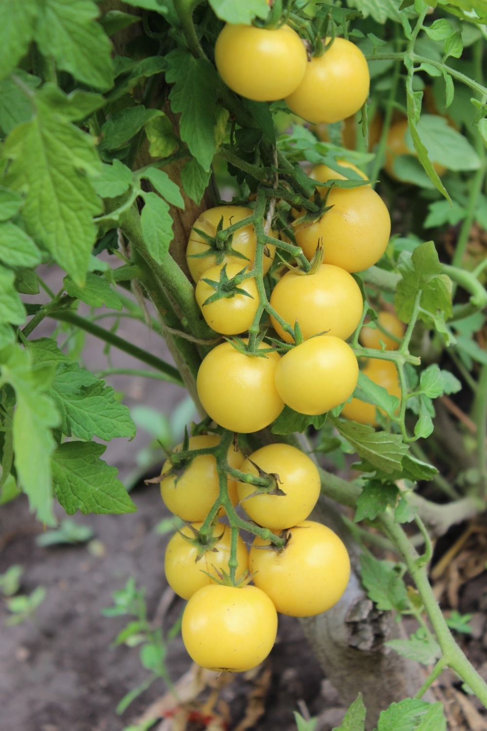 Супер снежно-белый.