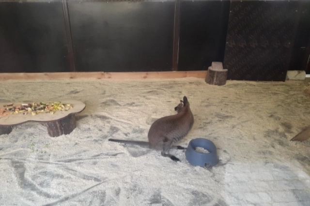 В домике у кенгуру - угощение из фруктов.