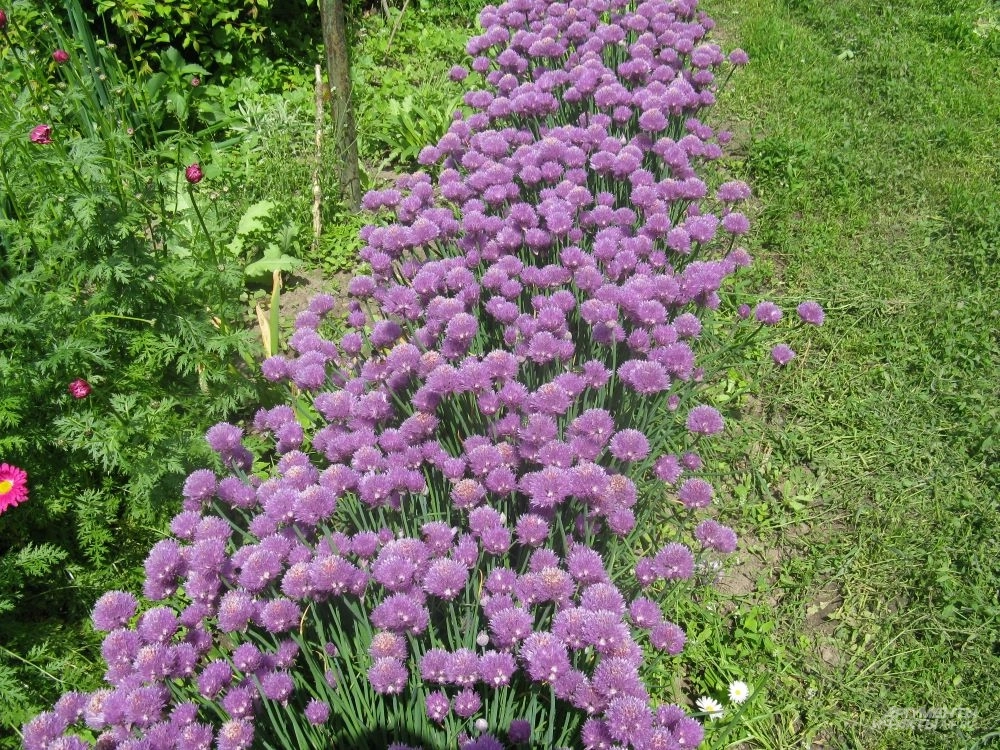 Лук Шнитт.