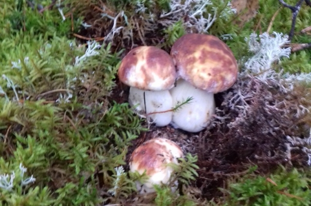 Лучше собирать грибы в лесу, подальше от дороги.