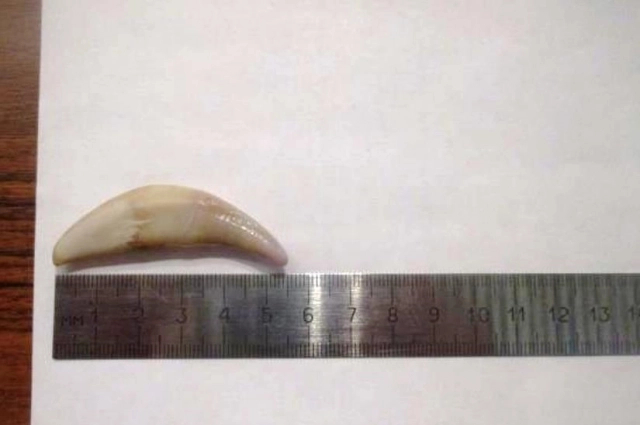 Зубы волка.