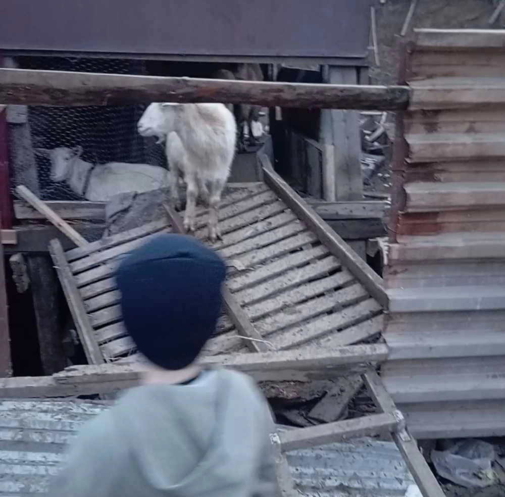 Ребёнок сообщил, что в низине собралась вода, и часть козочек из подтопленных загонов выпала и утонула.