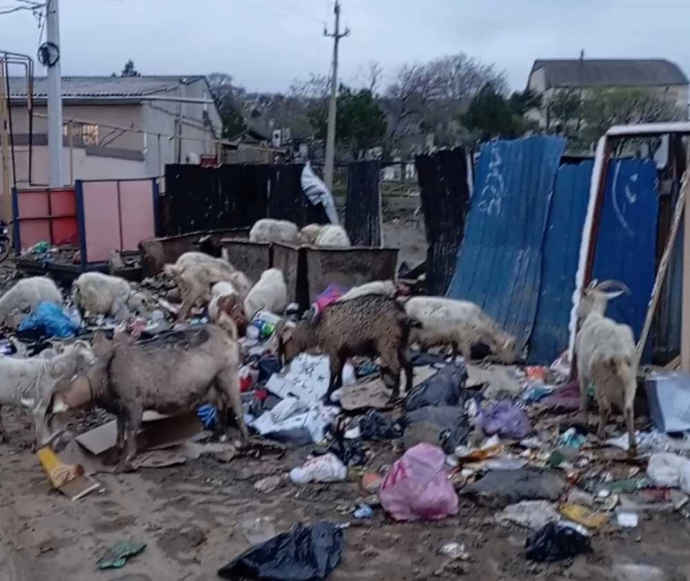 Скотина пасётся на мусорке, видимо козы голодны и пытаются найти хотя бы отходы.