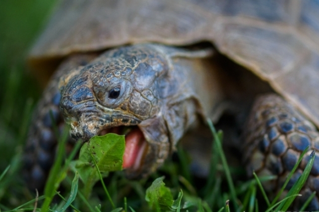 Европейскую болотную черепаху необходимо содержать в акватеррариумах, где есть и суша, и вода