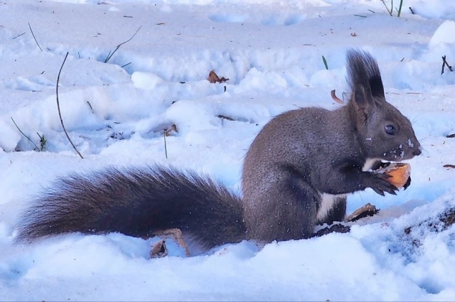 Если белки как следует запасаются на зиму или плотно прижимаются друг к другу - ждать холодов.