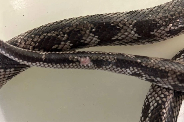 Повреждение чешуи змеи