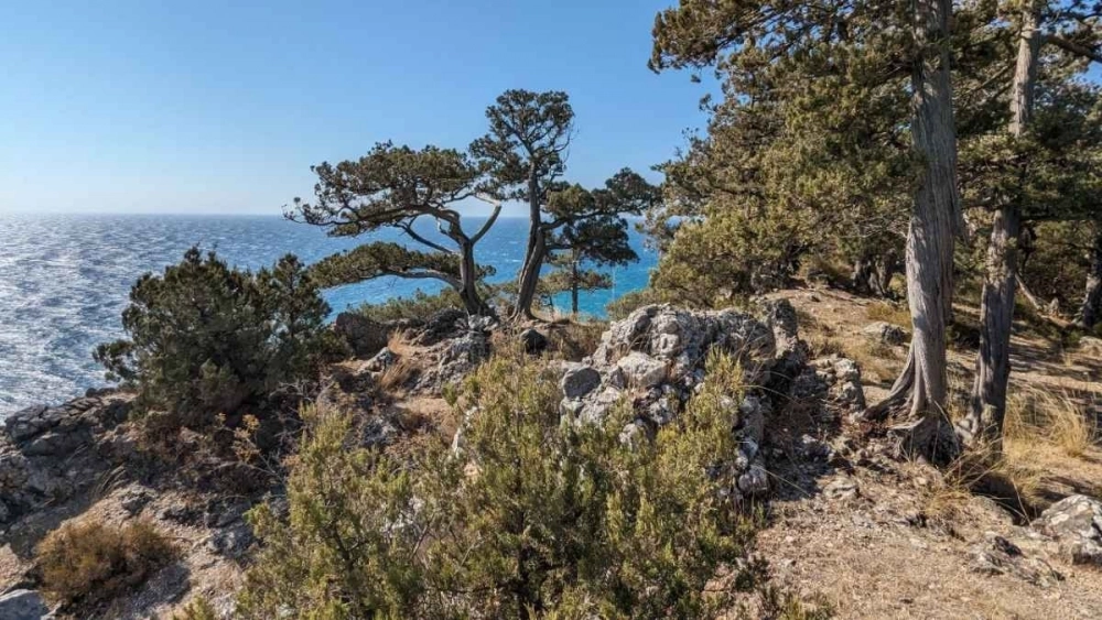 Уникальность мыса — это его реликтовый лес.