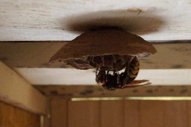 Как найти гнездо шершней в помещении? | Природа | Общество | Аргументы и  Факты