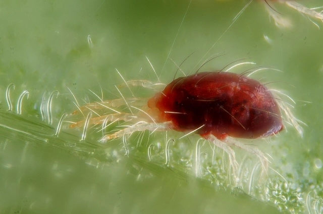 Путинный клещ.