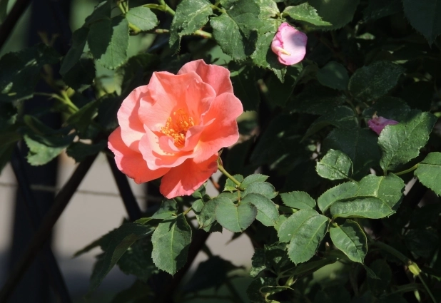 В саду пахнет молодыми цветочными побегами.