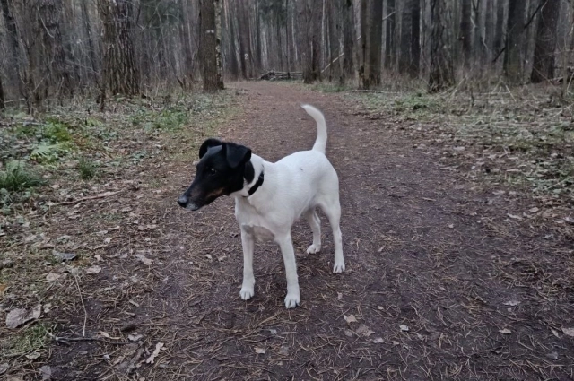 Роккелия первое время выступала персональным тренером Александра.