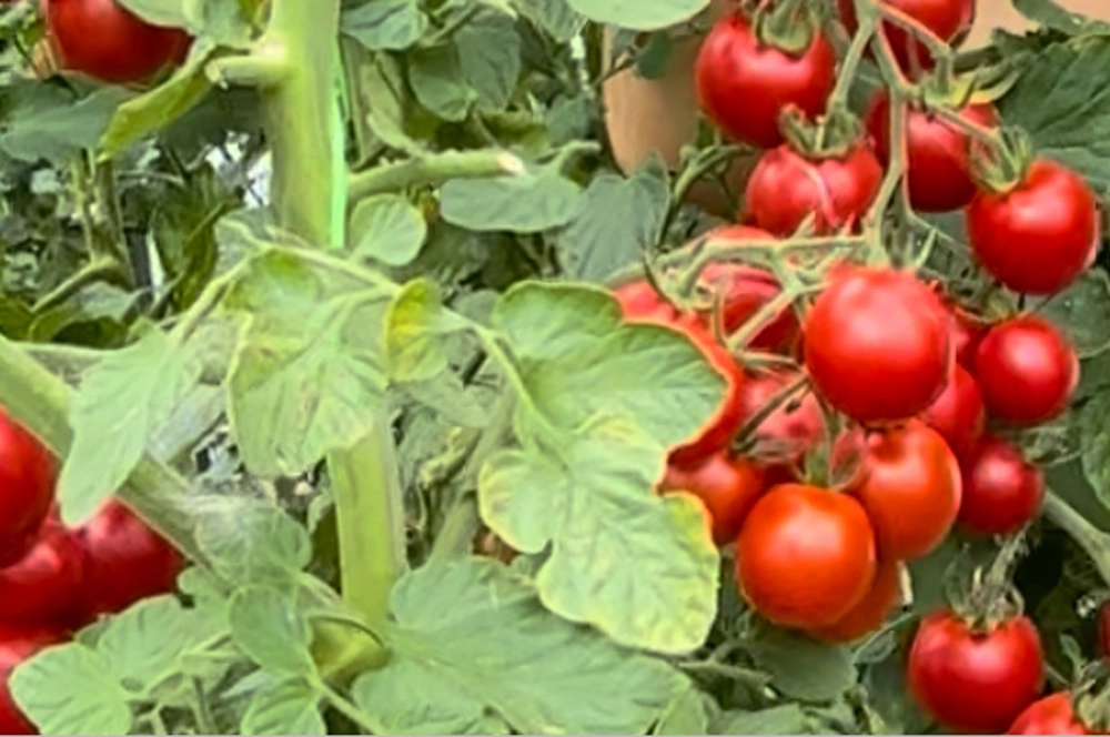 Зимняя вишня F1.