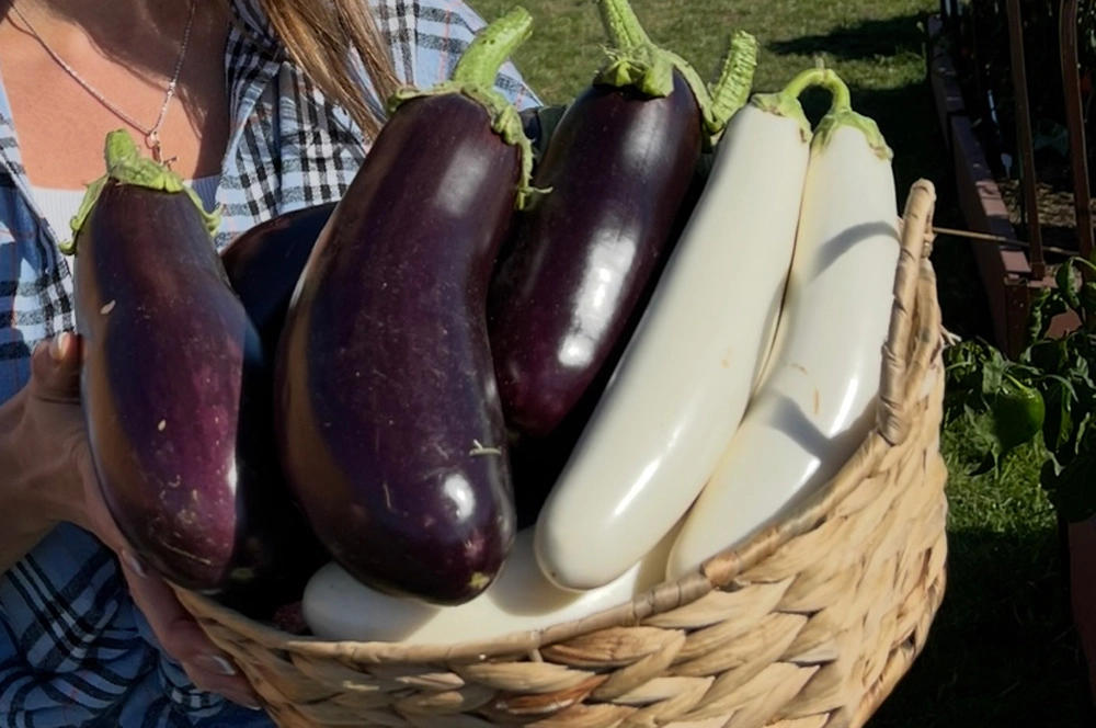 Северный индиго F1.