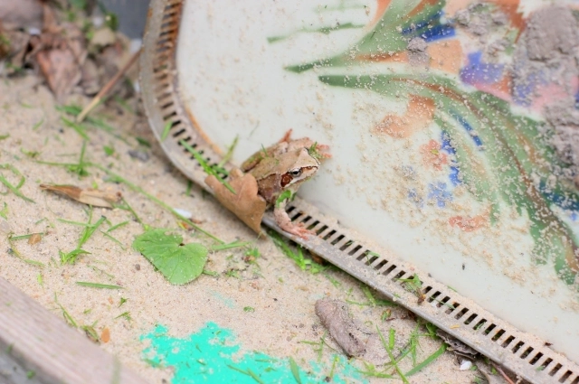 Травяная лягушка.