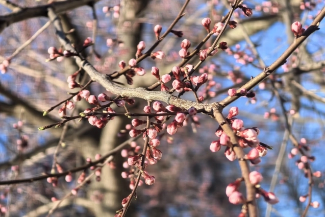 Пик цветения здесь еще не наступил.