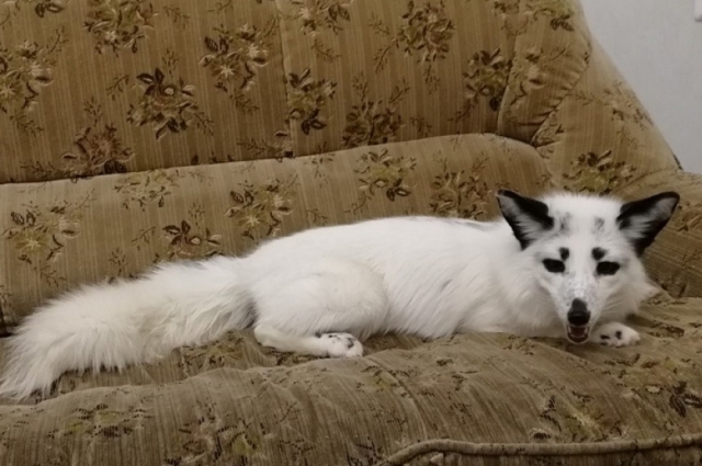 Шакира любит отдыхать на диване.