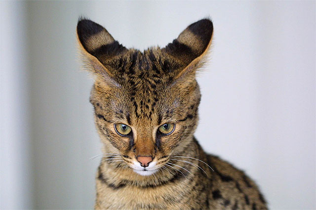 Каракал, чаузи, саванна: 5 самых дорогих пород кошек | Природа | Общество |  Аргументы и Факты