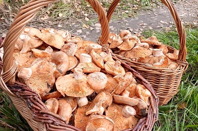 Рыжики.