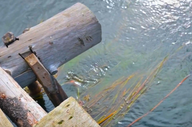 Посуда пасью – бес нагадит. В селе Роща знакомят с бытованием старообрядцев