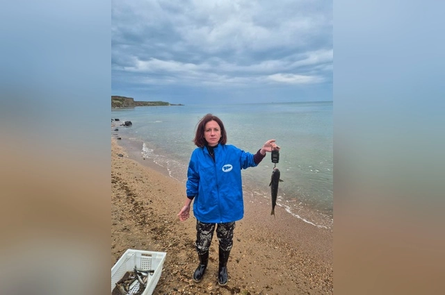 Исследование запасов: взвешивается каждый пойманный пиленгас.