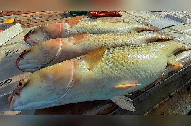 Пиленгас — вселенец, переехавший в Азово-Черноморский бассейн. 