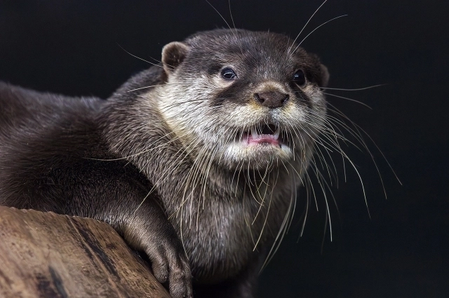 Они уже совсем большие
