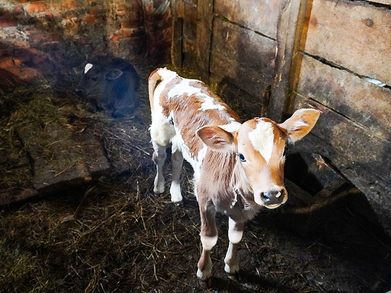 Соцконтракт – хорошая помощь сельскому хозяйству.