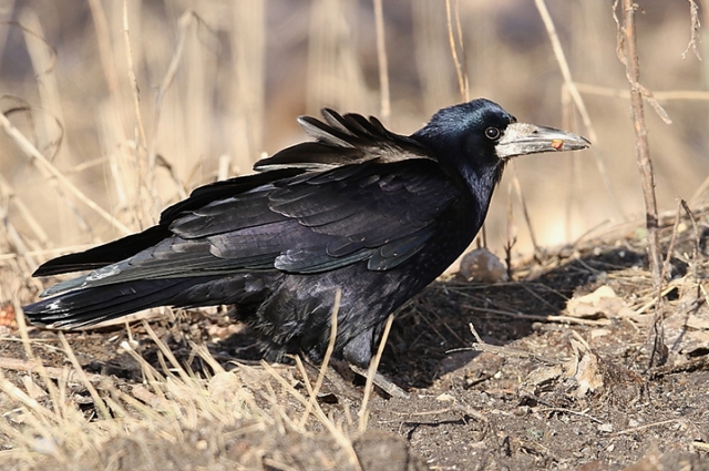 Птицы вернулись 11 марта - хорошая примета.