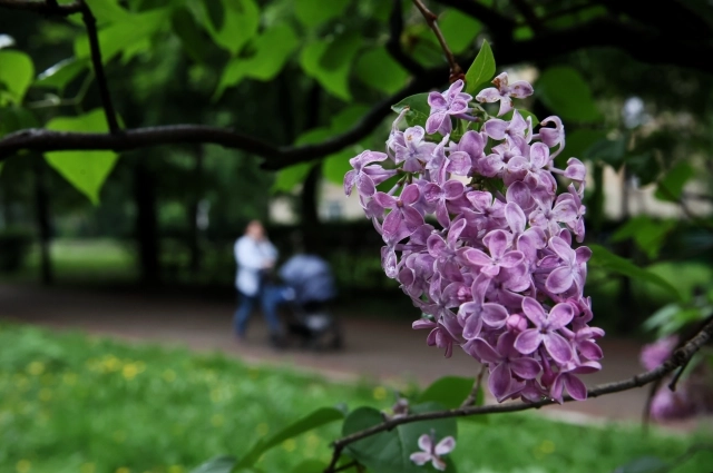 Сирень.