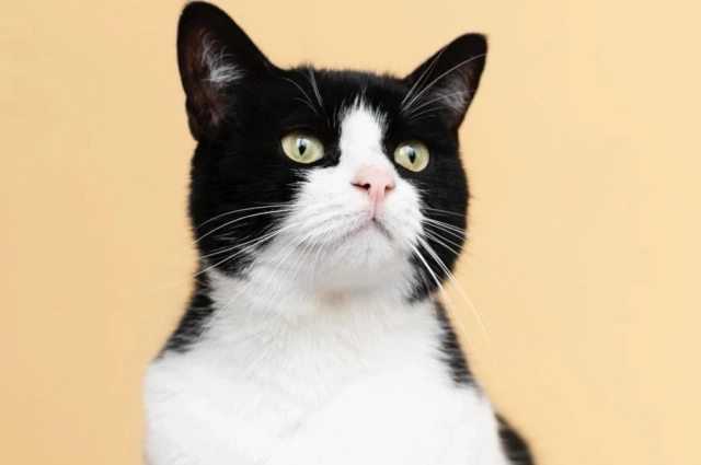 Мнение людей, посетивших «Котодеревню», разделилось. 