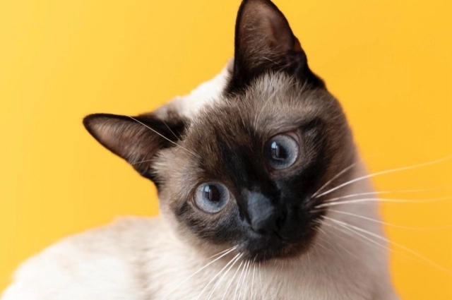 Среди заводчиков есть настоящие профессионалы, но большинство, к сожалению, относятся к так называемым теневым плодильщикам.