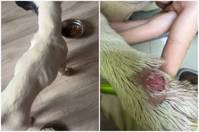 Собака превратилась в скелет за время нахождения на передержке.