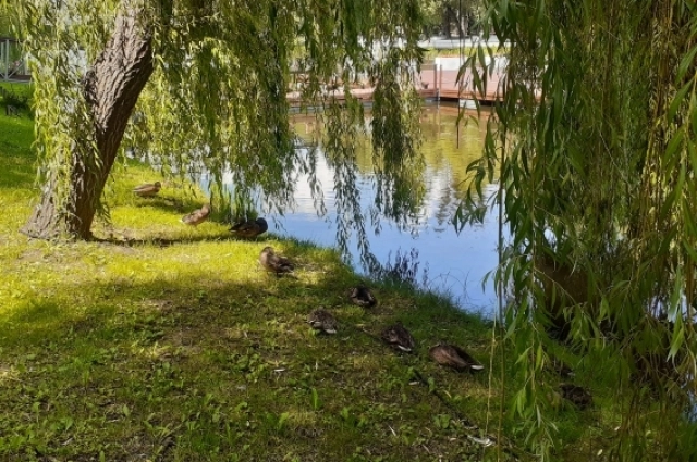 Тихо и спокойно у воды не только людям, но и уточкам.