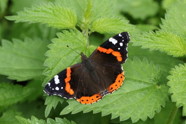 Почему бабочку адмирал так называют? | Природа | Общество | Аргументы и  Факты