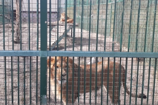 Стан и Адамас - коренные белгородцы.