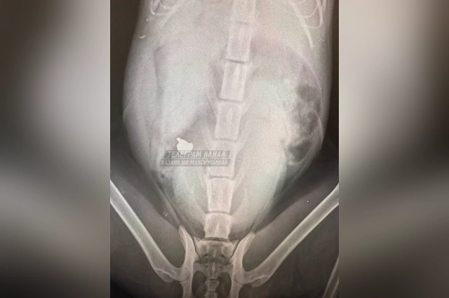 Заинтересуется ли правоохранители делом неизвестного живодера?