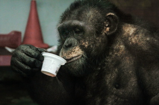 Шимпанзе Джонни пьет.