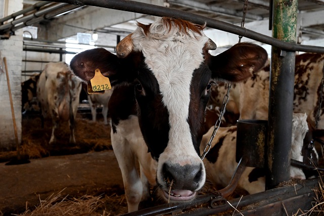 В личных подсобных хозяйствах края коров больше, чем у фермеров и на предприятиях.Коровы