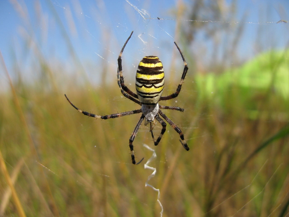 Что за пять пауков России, укуса которых стоит опасаться? | Природа |  Общество | Аргументы и Факты