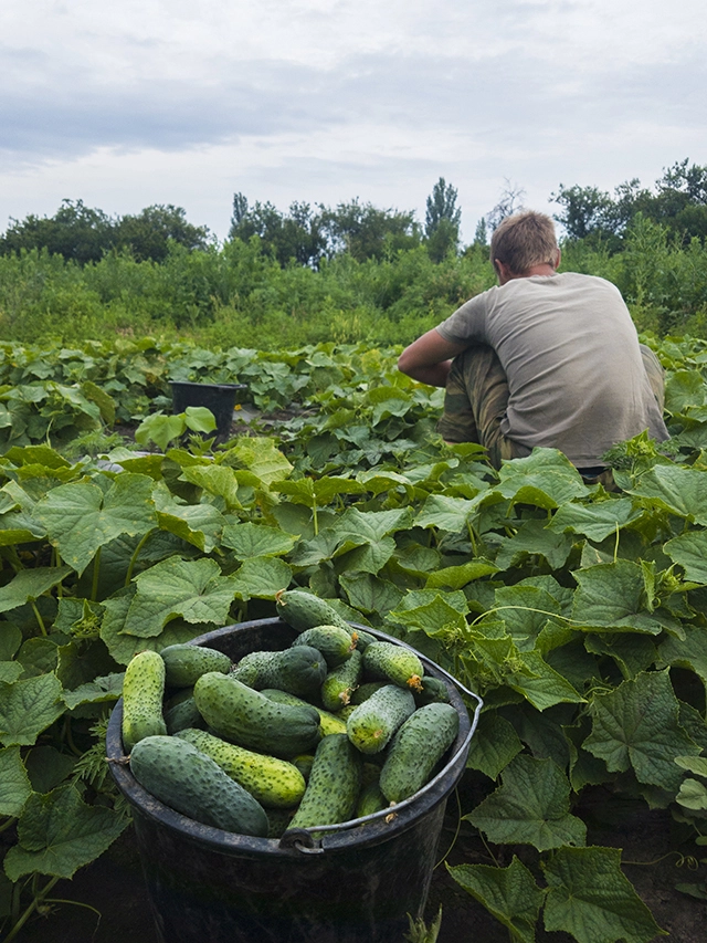 Сбор урожая.