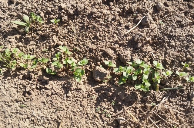 16 сентября на Руси убирали лён.