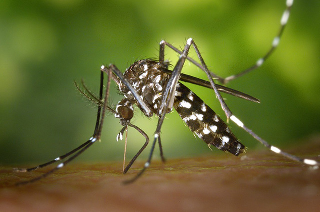 Тяжелые случаи от укуса комара - казуистические.