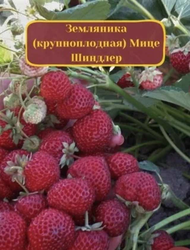 Мице Шиндлер