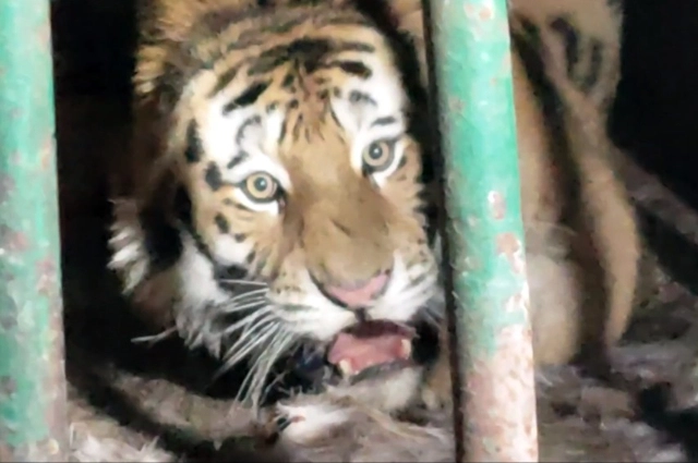 Отлов тигров