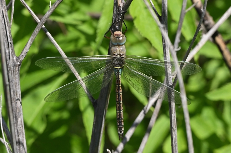 Дозорщик темнолобый. 