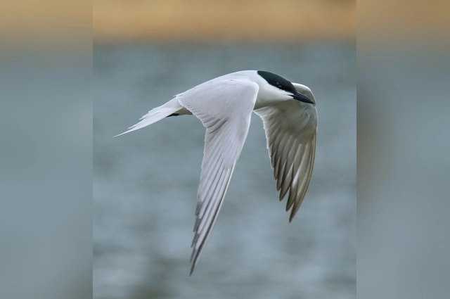 Чайконосая крачка