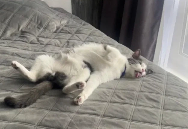 Самые смешные коты определённо живут в Сибири.