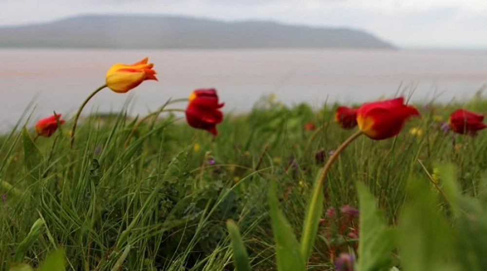 Дикие тюльпаны Шренка.