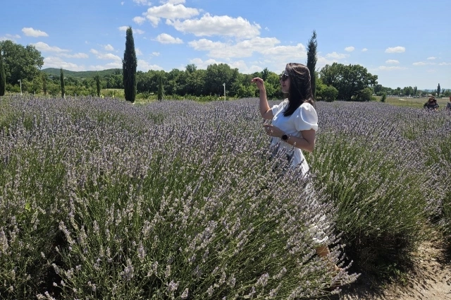 Пик цветения лаванды приходится на конец июня-начало июля.